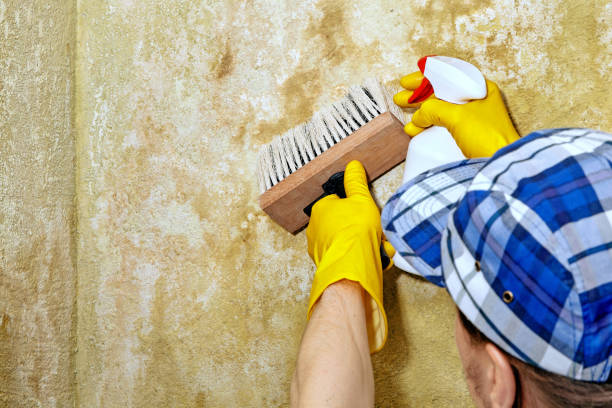 Mold Odor Removal Services in Ansted, WV